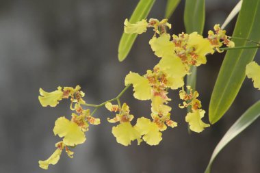Altın sabah güneşi altında parlayan güzel sarı orkidenin yakın görüntüsü.