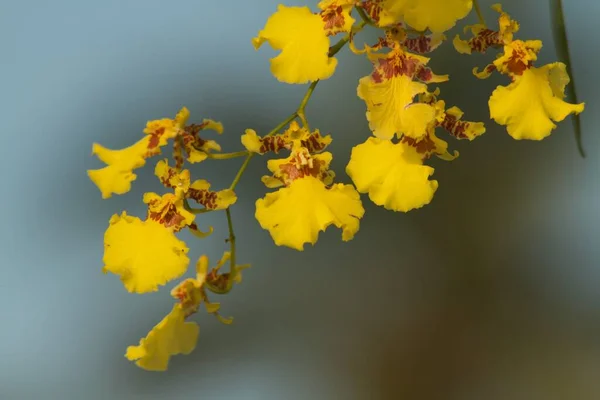 Vista Cerca Orquídea Amarilla Hermosa Que Brilla Bajo Luz Dorada —  Fotos de Stock