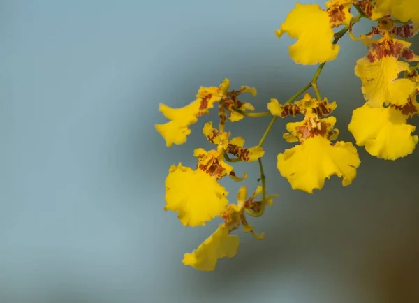 Closeup View Beautiful Yellow Orchid Glowing Golden Morning Sun Light — Stock Photo, Image