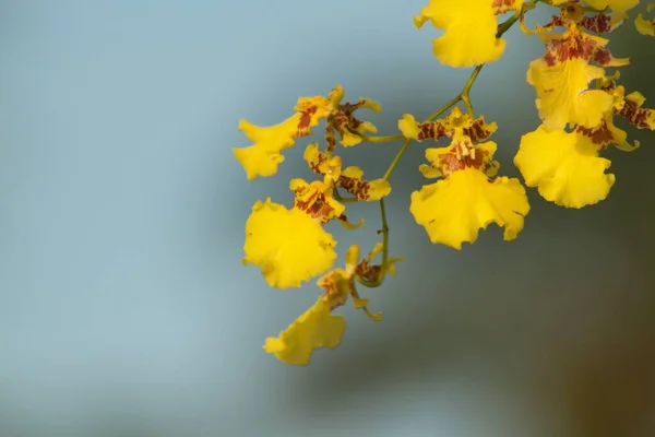 Szoros Kilátás Gyönyörű Sárga Orchidea Izzó Alatt Arany Reggeli Napfény — Stock Fotó