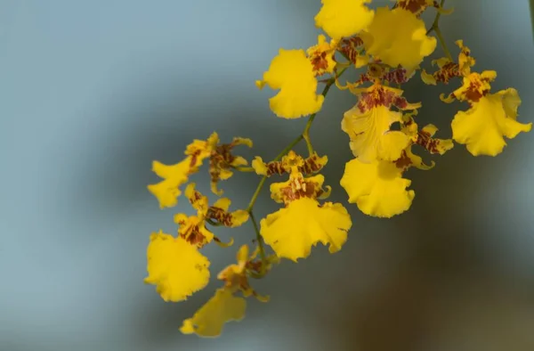 Closeup Άποψη Της Όμορφης Κίτρινης Ορχιδέας Λάμπει Κάτω Από Χρυσό — Φωτογραφία Αρχείου
