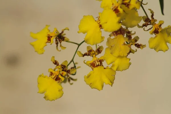 Close Zicht Prachtige Gele Orchidee Gloeien Onder Gouden Ochtend Zonlicht — Stockfoto