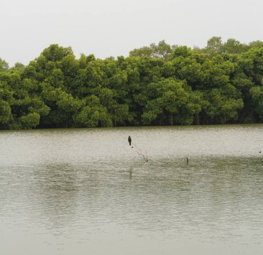 Bulutlu bir günde göl kenarından bakan bir karga, arka planda görünen mangrov ağaçlarının üzerinde oturuyor.
