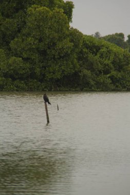 Bulutlu bir günde göl kenarından bakan bir karga, arka planda görünen mangrov ağaçlarının üzerinde oturuyor.