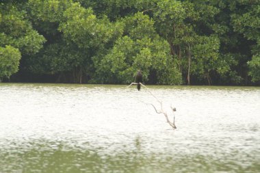 Bulutlu bir günde göl kenarından bakan bir karga, arka planda görünen mangrov ağaçlarının üzerinde oturuyor.