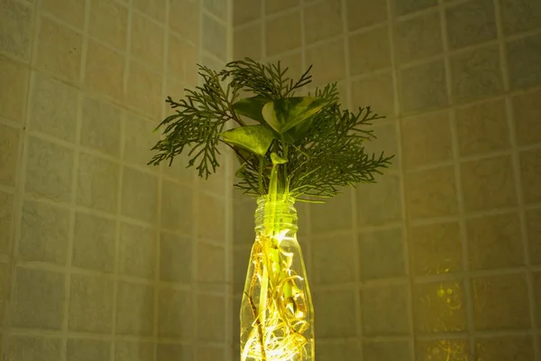 Planta Interior Cresce Uma Garrafa Vidro — Fotografia de Stock