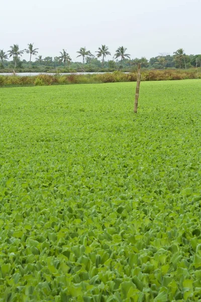 Una Superficie Del Estanque Está Cubierta Con Una Planta Col —  Fotos de Stock