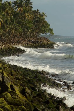 Öğleden sonra deniz kıyısı manzarası, yosun kaplı kayalar ve hindistan cevizi ağaçları, Arap denizi, kerala, Hindistan kıyıları.
