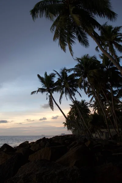 저녁에 아라비아 줄지어 야자나무와 바위들 해안의 케랄라에서 바라본다 — 스톡 사진