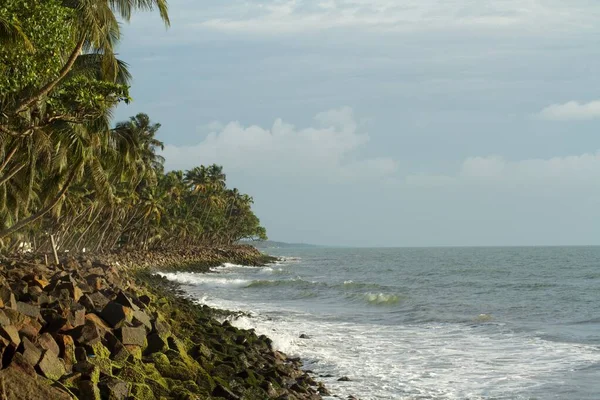 Pohled Moře Odpoledních Hodinách Mechem Pokryté Skály Linie Kokosových Stromů — Stock fotografie