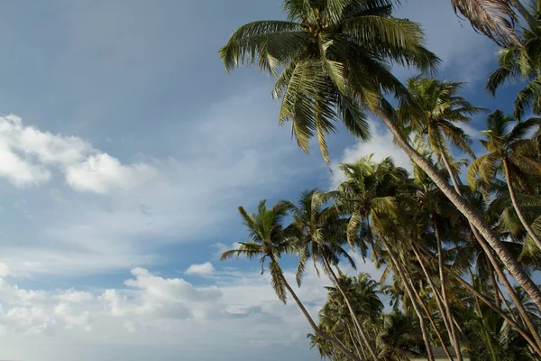 Linia Drzew Kokosowych Wzdłuż Brzegu Morza Słoneczny Wieczór — Zdjęcie stockowe