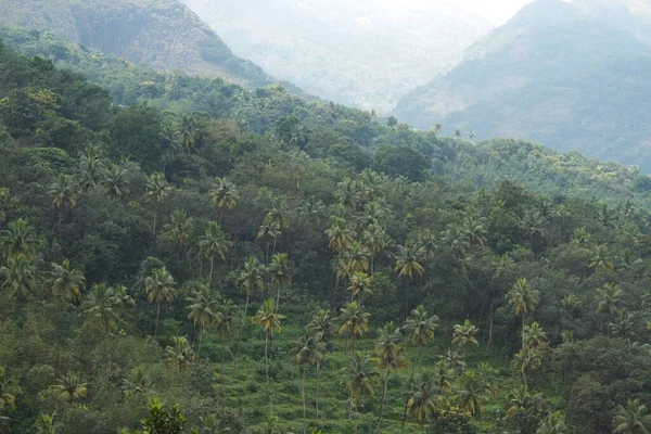 Vista Uma Plantação Coco Uma Encosta Muito Longe — Fotografia de Stock