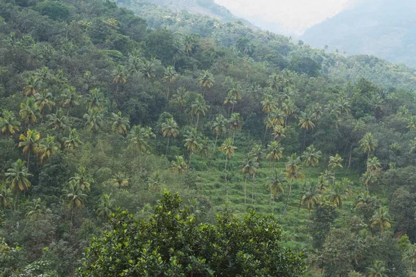 Vue Une Plantation Noix Coco Sur Une Colline Très Loin — Photo