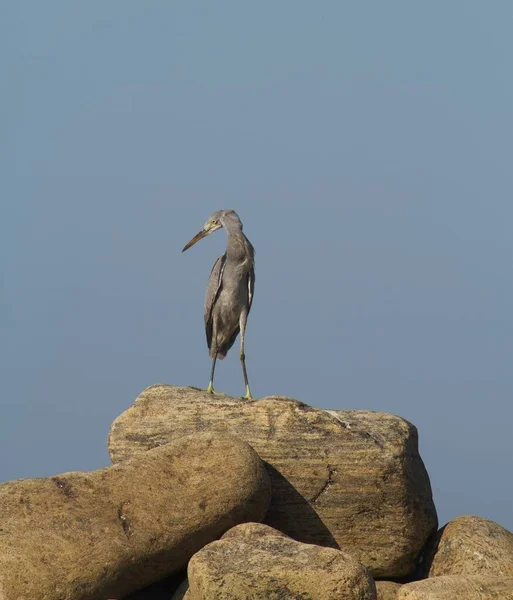 Una Sola Garza Gris Pie Roca Junto Orilla Del Mar —  Fotos de Stock