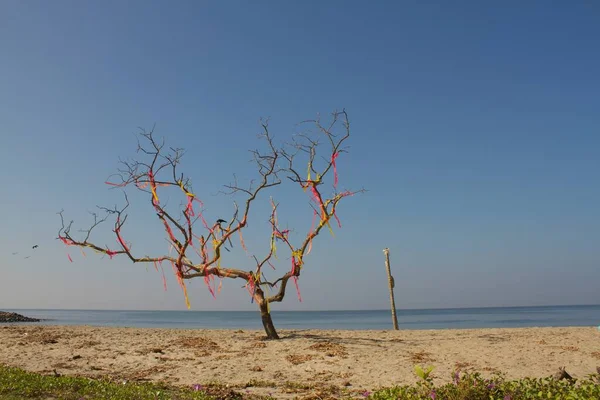 아름답게 장식된 나무인 케랄라주의 해변에서 바라본 — 스톡 사진