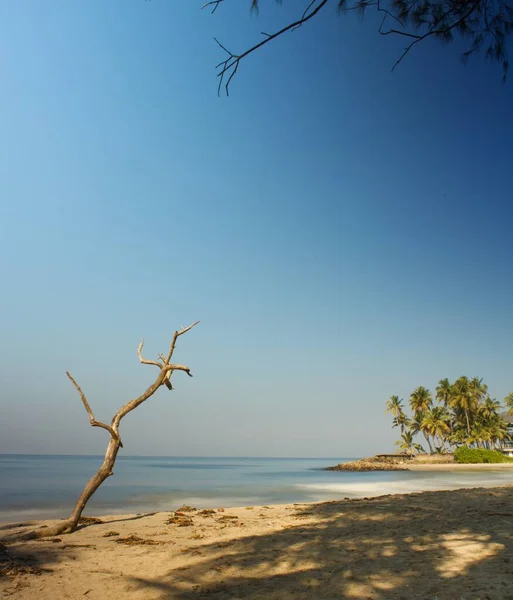 Vista Playa Sur India Con Árbol Muerto Primer Plano — Foto de Stock