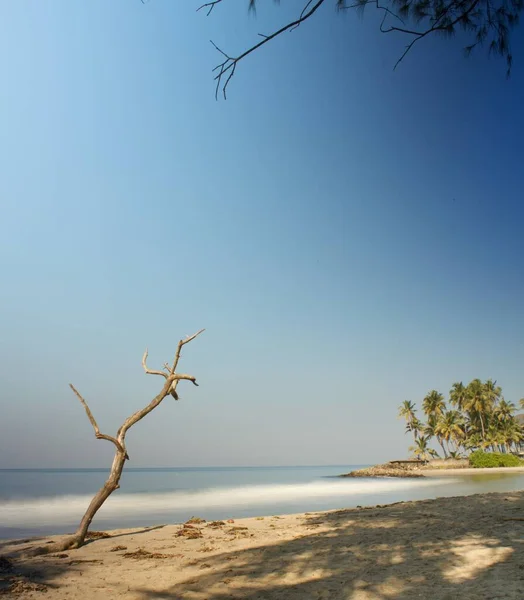 Pohled Pláž Jižní Indii Mrtvým Stromem Popředí — Stock fotografie