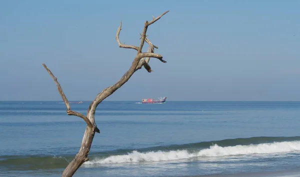 Pohled Pláž Jižní Indii Mrtvým Stromem Popředí — Stock fotografie