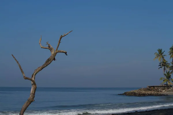 Widok Plażę Południowych Indiach Martwym Drzewem Pierwszym Planie — Zdjęcie stockowe