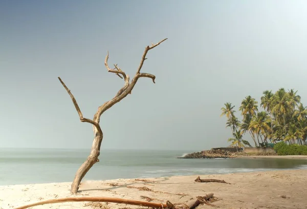 Widok Plażę Południowych Indiach Martwym Drzewem Pierwszym Planie — Zdjęcie stockowe