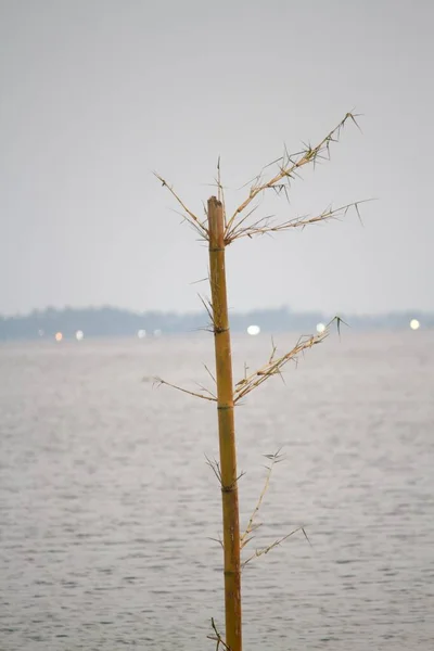 Bamboo Installed Pillar Started Growing Lake — Fotografia de Stock