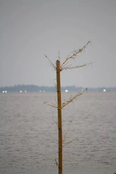 Bamboo Installed Pillar Started Growing Lake — Zdjęcie stockowe
