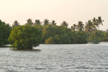 View of the mangroves near the lake in the evening