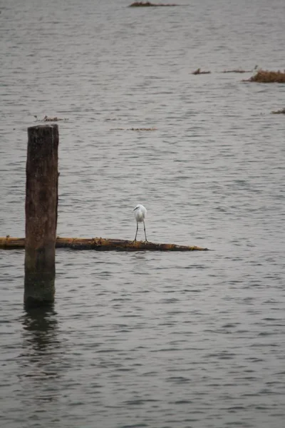 White Crane Standing Bamboo Lake Catch Fish — Fotografia de Stock