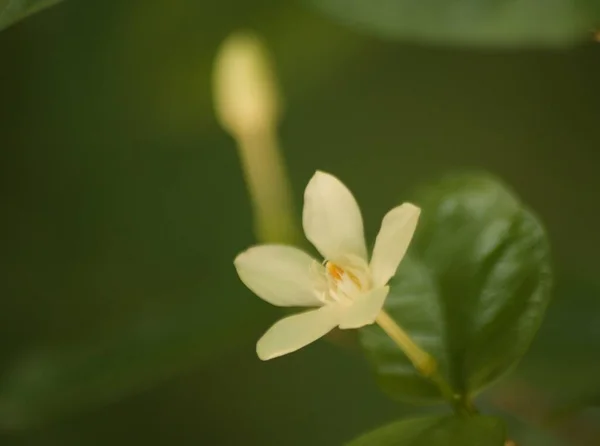 Цветок Жасмина Бутон Цветов Саду — стоковое фото