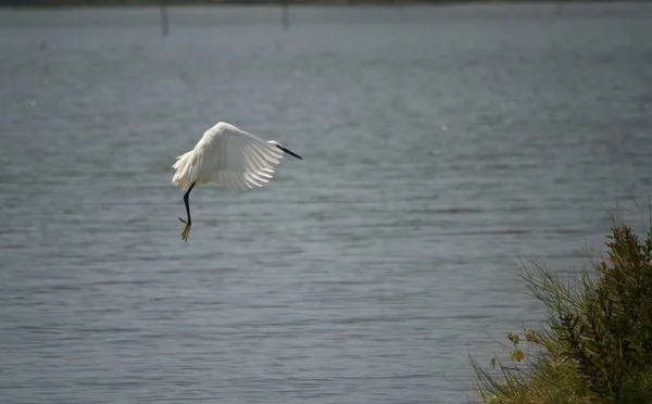 Белый Кран Летящий Над Озером — стоковое фото
