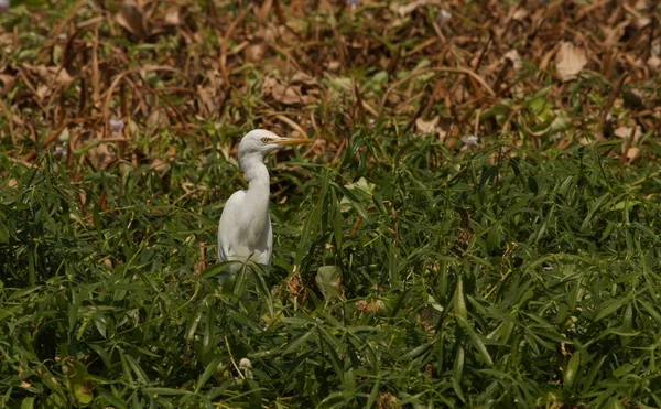 一只白鹤站在湖边的草地上捕鱼 — 图库照片