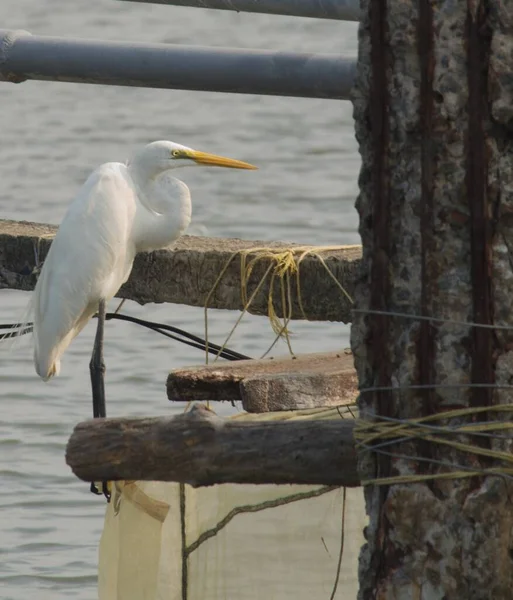 湖で魚を捕まえるために木の棒に立つ白い鶴 — ストック写真