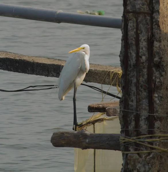 湖で魚を捕まえるために木の棒に立つ白い鶴 — ストック写真