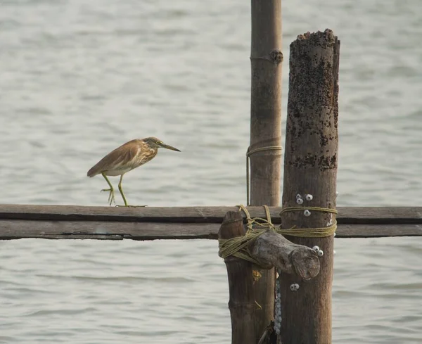 Gris Garza Pájaro Caminando Poste Mientras Captura Peces Lago —  Fotos de Stock