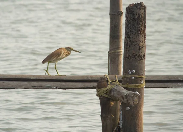 Pássaro Garça Cinza Andando Pólo Enquanto Captura Peixes Lago — Fotografia de Stock