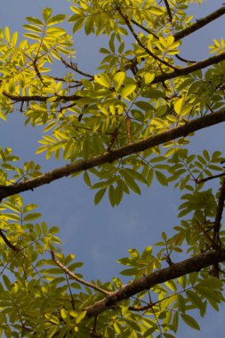 Siyah damperli ağaca da parlak mavi gökyüzünün altında tütsü denir.