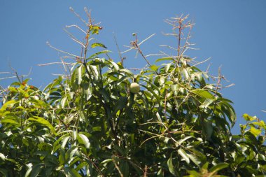 Mavi gökyüzünün altındaki mango dalına yakın çekim