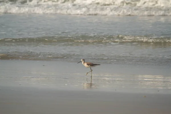 Uma Garça Cinzenta Perto Praia Para Capturar Peixes — Fotografia de Stock