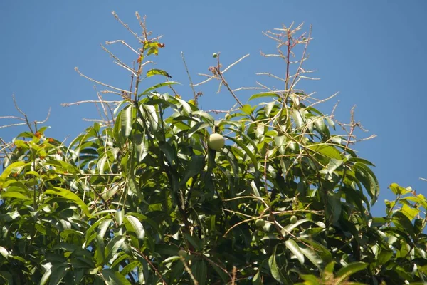 Mavi gökyüzünün altındaki mango dalına yakın çekim