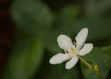 Bahçedeki yasemin çiçeklerinin yakın plan görüntüsü