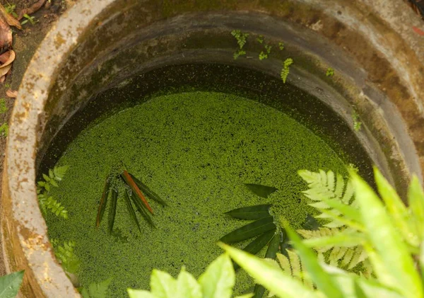 view of a traditional well , water is covered with aquatic plants and fallen leaves from the bamboo tree