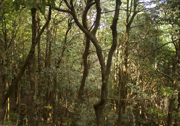 Bosque Espeso Cordillera Del Himalaya —  Fotos de Stock