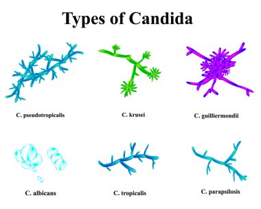 Candida türleri. Canlandırmanın anatomik yapısı. İzole edilmiş arkaplanda vektör illüstrasyonu