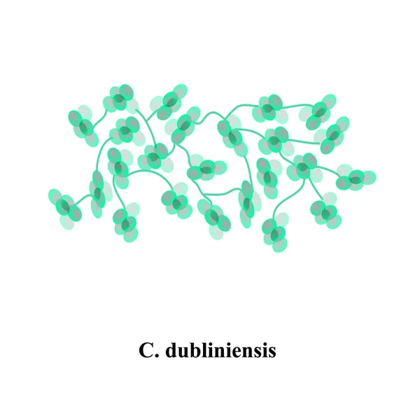 C. dubliniensis candida. Hongos patógenos parecidos a levaduras de estructura morfológica tipo Candida. Ilustración vectorial — Vector de stock