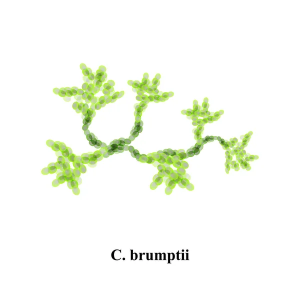 C. brumptii candida. Fungos patogênicos semelhantes a leveduras da estrutura morfológica do tipo Candida. Ilustração vetorial — Vetor de Stock