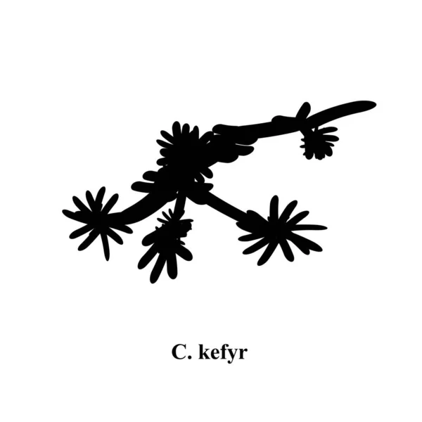 C. kefyr candida.念珠菌型病原酵母样真菌形态结构。孤立背景下的矢量说明 — 图库矢量图片