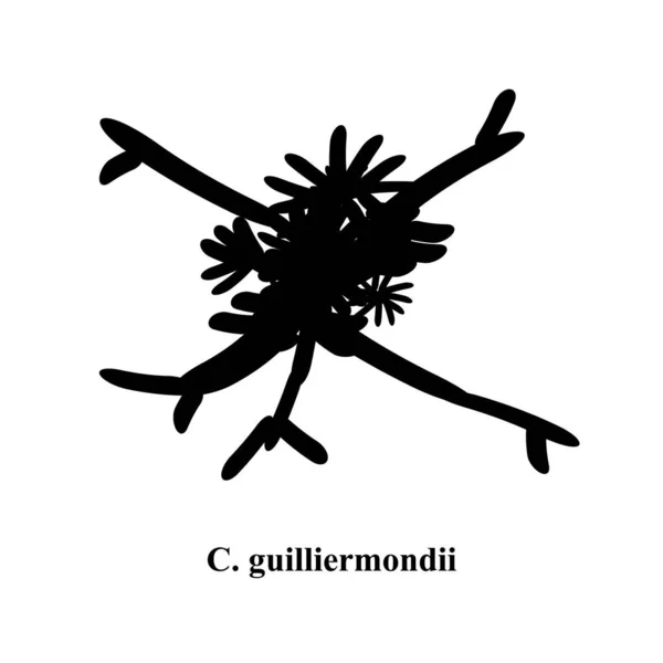 C. guilliermondii candida. Champignons pathogènes de type levure de la structure morphologique de type Candida. Illustration vectorielle — Image vectorielle