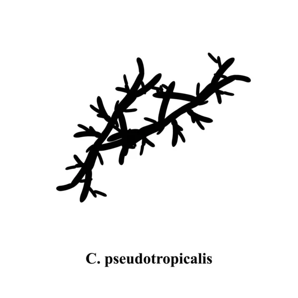 C. pseudotropicalis candida. Hongos patógenos parecidos a levaduras de estructura morfológica tipo Candida. Ilustración vectorial — Vector de stock