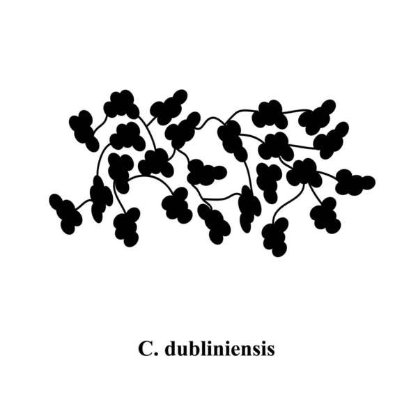C. dubliniensis candida. Hongos patógenos parecidos a levaduras de estructura morfológica tipo Candida. Ilustración vectorial — Vector de stock