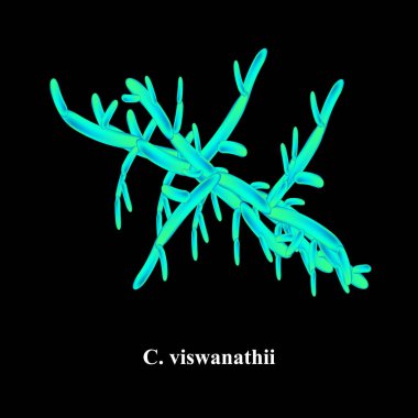 C. viswanathii candida. Candida 'nın patojenik mantar benzeri morfolojik yapısı. Vektör illüstrasyonu.